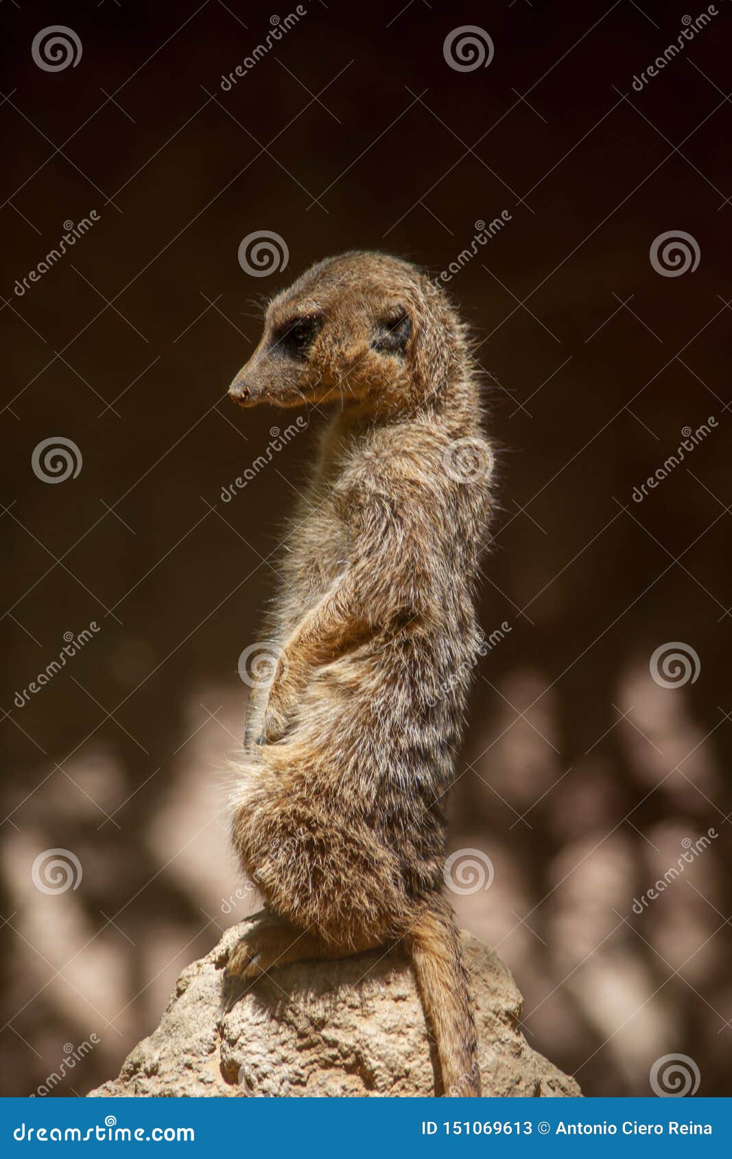 especie animal, suricata suricatta